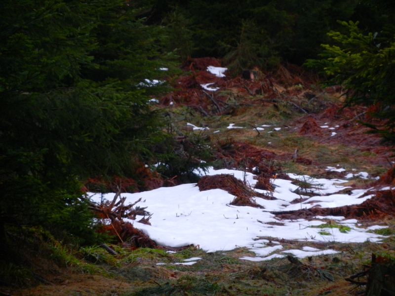 DSCN3945.JPG - Wow, ca. 150 Höhenmeter weiter oben liegt stellenweise noch Schnee!!!