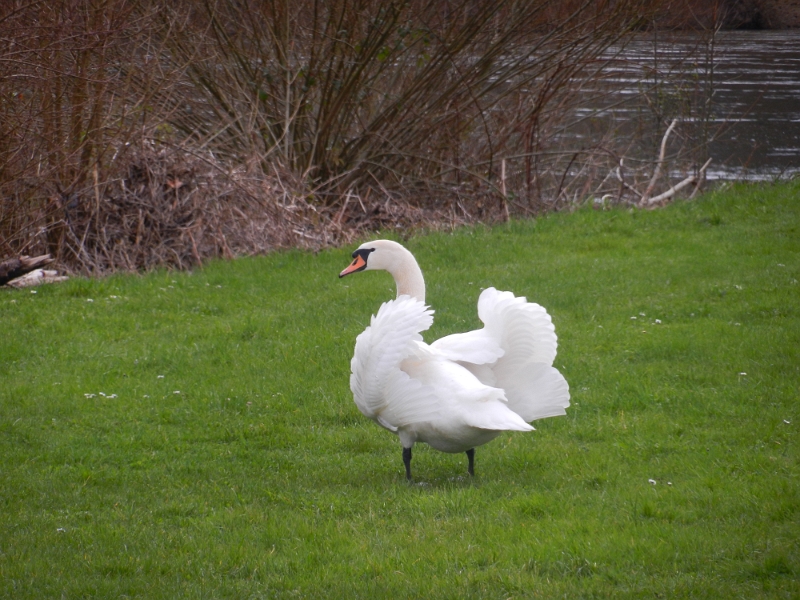 DSCN8327.JPG - Wir wollen grillen... Schmeckt geräucherter Schwan???