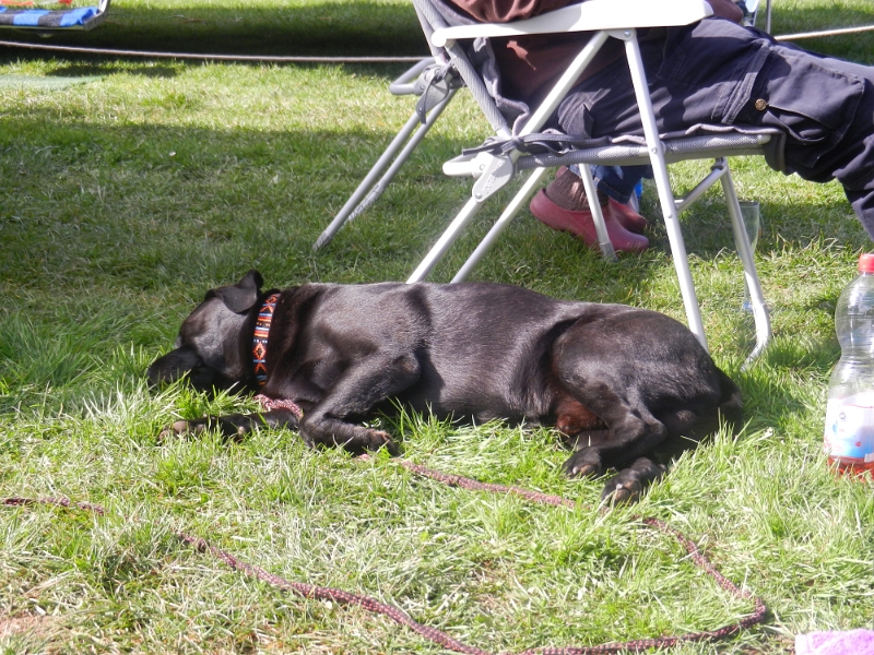 DSCN8346.JPG - Basco liegt derweil entspannt in der Sonne.