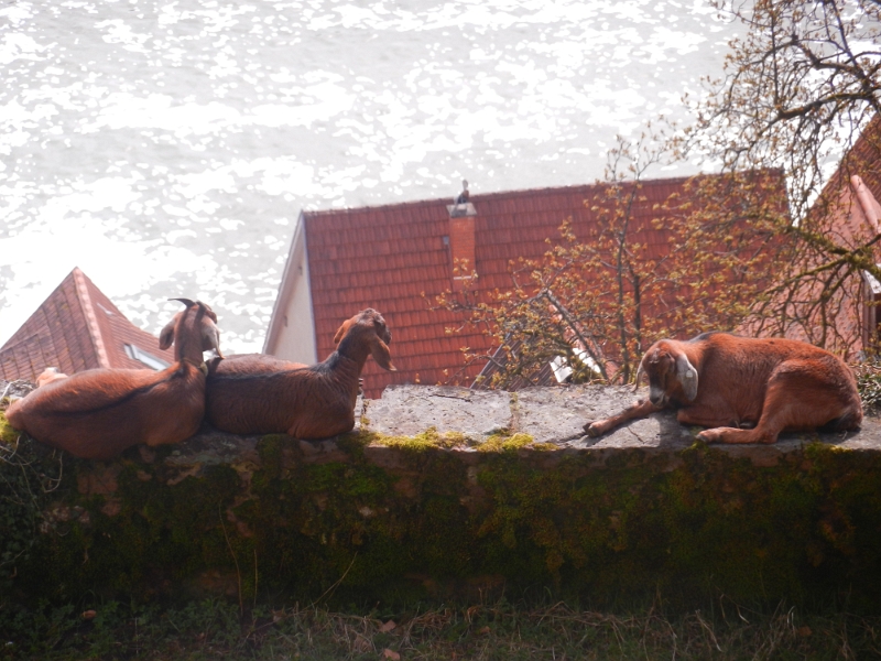 DSCN8377.JPG - Die Burgziegen liegen auf der Mauer!!! Cool.