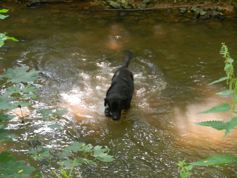 DSCN0902.JPG - Basco, die Wasserratte!