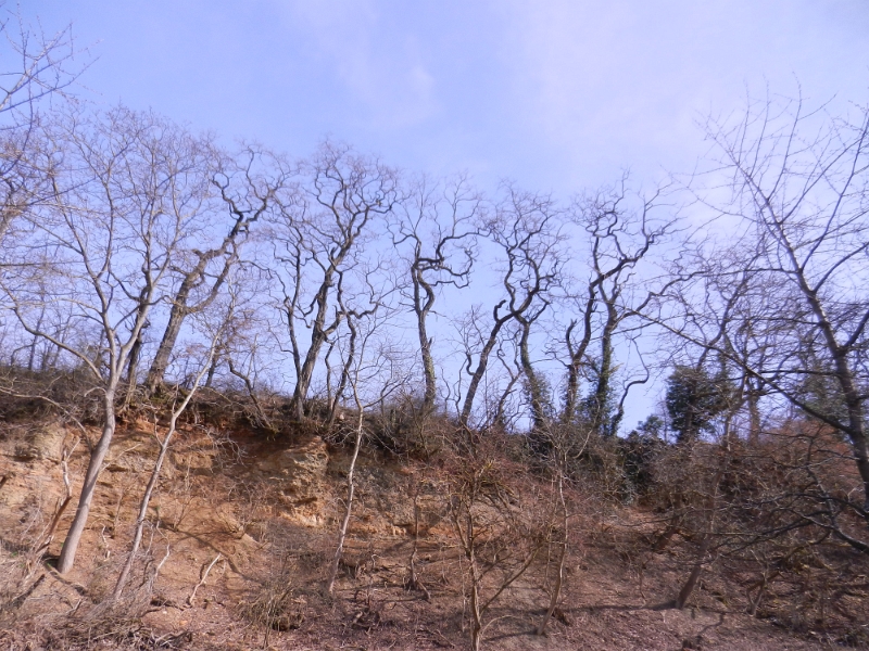 DSCN8143.JPG - Wir laufen nun eine "Abkürzung" den Berg runter, zurück nach Weinsberg.