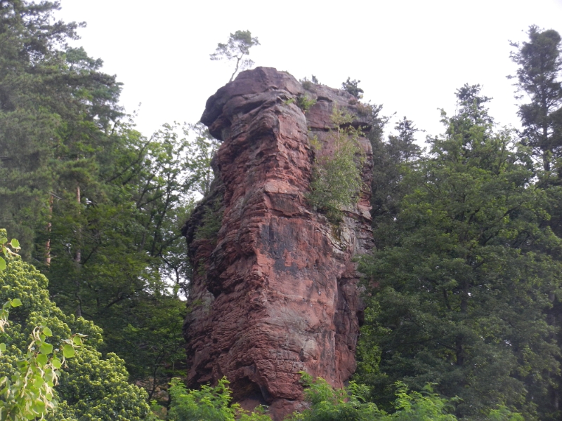 DSCN1381.JPG - ...laufen wir erneut entlang des Köhler-Lehrpfads zur Fleckenstein.