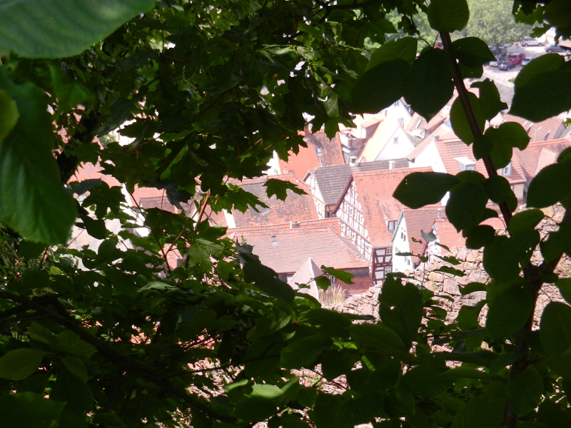 DSCN1041.JPG - Wir laufen nun wieder runter in den Ort. Hierzu wählen wir aber einen Weg durch die Weinberge.