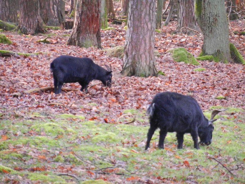 DSCN4317.JPG - Wilde Tiere im Wald!