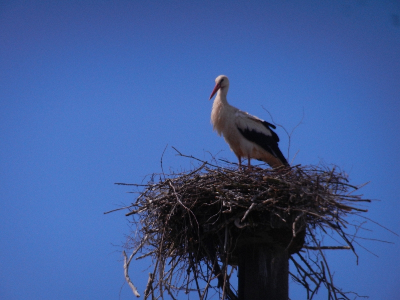 DSCN6930.JPG - ...wo sich ein Storch "eingenistet" hat! :-)