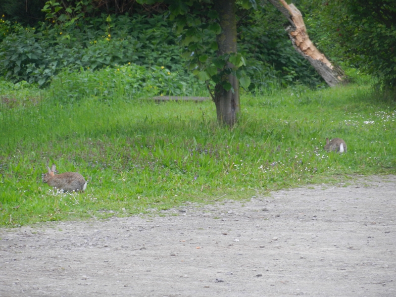 DSCN6953.JPG - ...entdecken einige Hoppelhasi's...