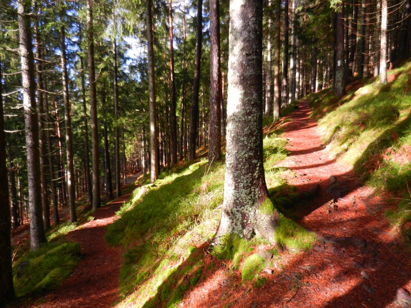 DSCN4445.JPG - ...und der Weg wird immer steiler... Ich bin aus der Puste!