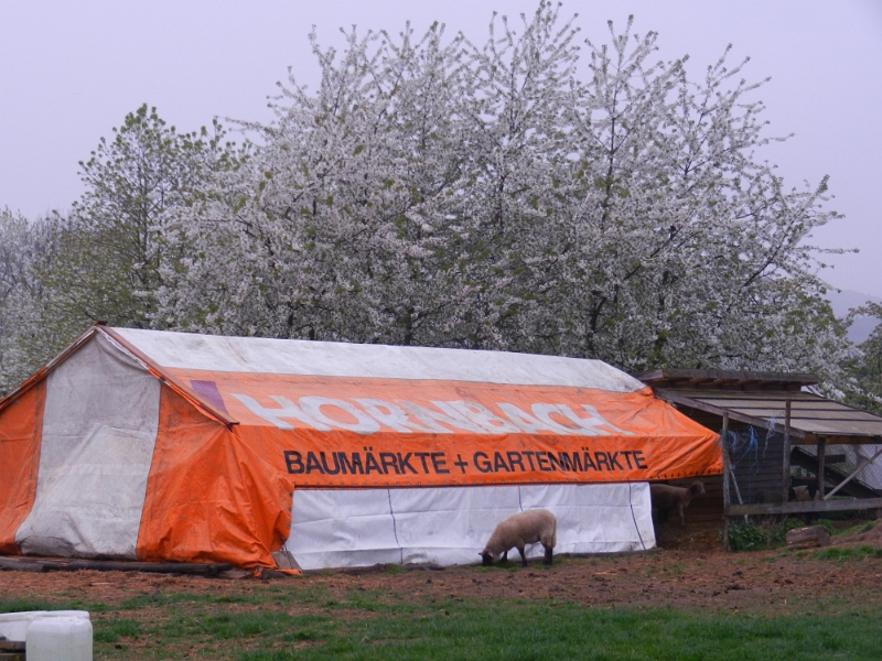 DSCN6095.JPG - Campingschafe im Hornbach-Zelt???