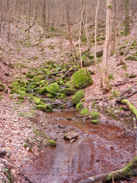 DSCN4800.JPG - Von nun an geht es ein großes Stück echt steil den Berg hoch.