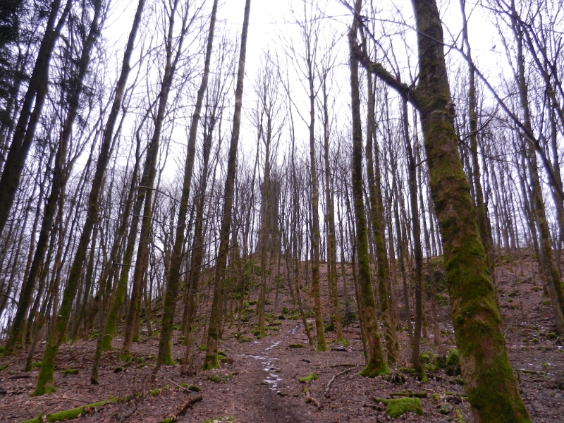 DSCN4802.JPG - Einige Zeit später entdecken wir dann unser Ziel, den Aussichtsturm auf dem Katzenbuckel.