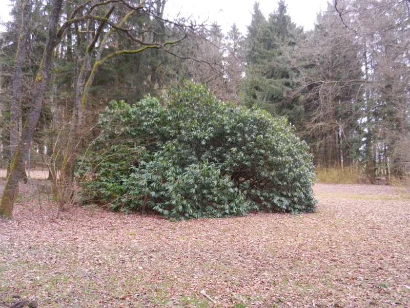 DSCN4827.JPG - ...und kommen im Kurpark unterhalb der Katzenbuckel-Therme an einem riesigen Rhododentron vorbei.