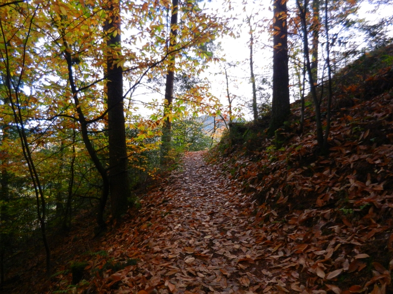 DSCN1382.JPG - Es geht nun steil den Berg rauf...