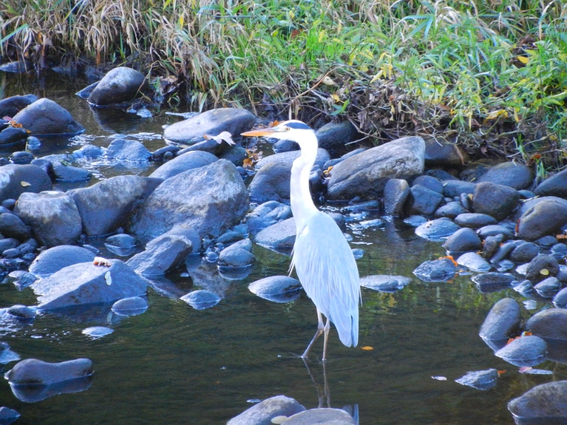 DSCN1458.JPG - Ein Fischreiher auf der Jagd nach "Fischli".