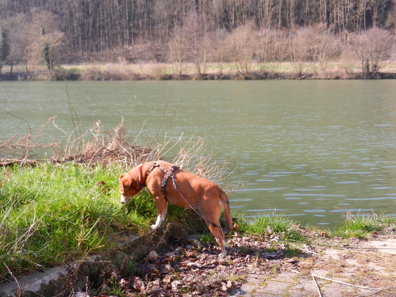 DSCN5694.JPG - Uns egal, wir haben ein schönes Plätzchen und das Hundi freut sich auch!