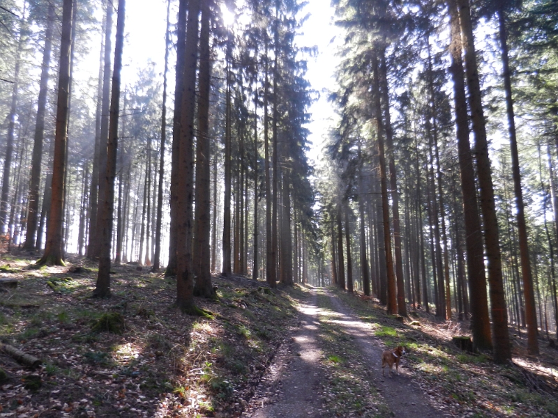 DSCN5753.JPG - Nun laufen wir permanent abwärts in einem großen Bogen wieder zurück in richtung Zwingenberg. Hoffentlich?