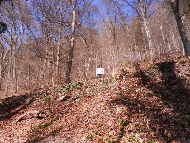 DSCN5754.JPG - Irgendwo im Wald roch es plötzlich wieder sehr stark nach Bärlauch! Achja, da war ja was!!!In extremster Hanglage mache ich ein große grünes Bärlauchfeld aus... Klar, da muss ich pflücken!