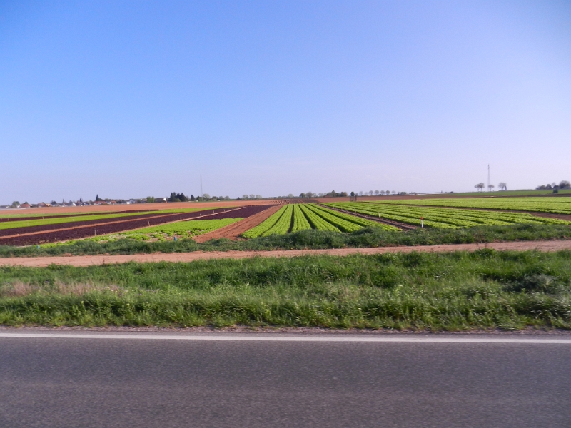 DSCN6217.JPG - Typisch Pfalz, Salat soweit das Auge reicht.