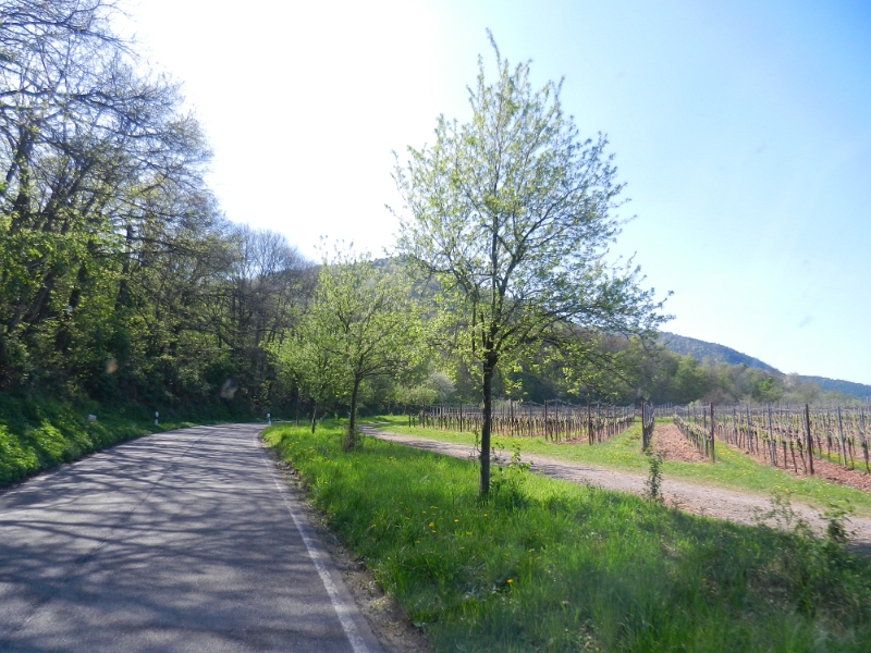 DSCN6318.JPG - Wir sind nach dem Schuhshopping in das Modenbachtal gefahren. Wir wollen irgendwo hier noch eine Pause machen und etwas die Sonne anbeten.