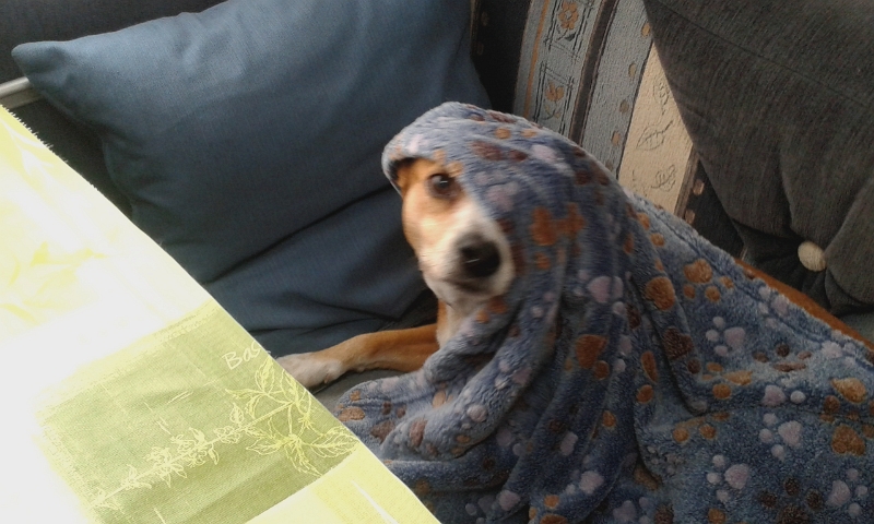 20140712_100937.jpg - Ach, das Hundi ist unter der Decke verschwunden. :-)