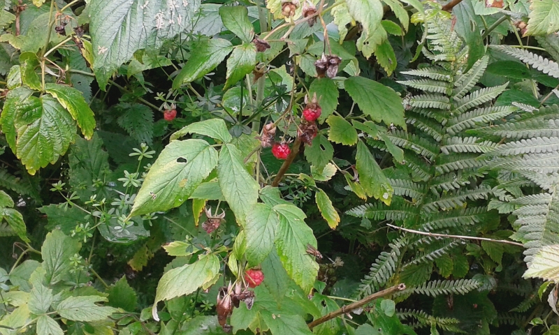 20140712_130741.jpg - Direkt am Stell- upps "Parkplatz" finden wir Himbeeren.