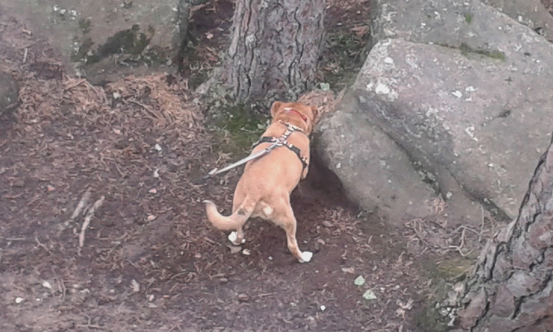 20140712_134447.jpg - Hundi ist unbeeindruckt von der Aussicht und buddelt...