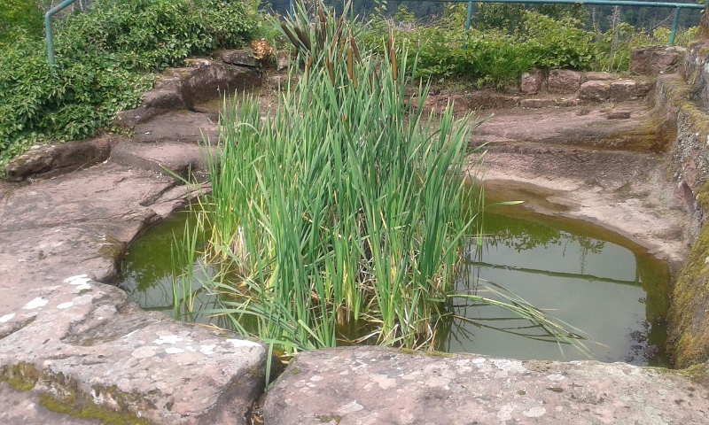 20140712_152510.jpg - Da ist ein kleiner Teich auf der Burg!