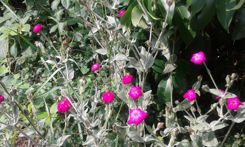 20140712_160352.jpg - Schöne Blümchen am Wegesrand kurz vor unserem Dixi.