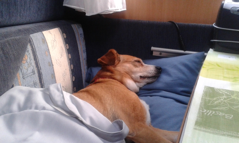 20140712_204956.jpg - Hundi ist mal wieder (oder immer noch?!) müde.