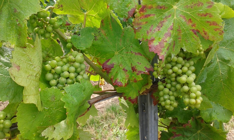 20140713_123103.jpg - Wir laufen durch die Weinberge.