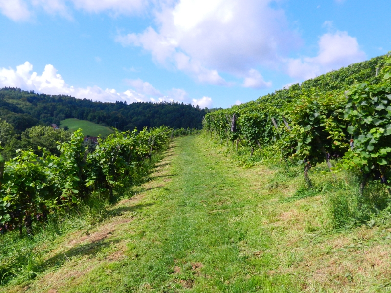 DSCN9168.JPG - Es geht Bergauf und -ab durch eine wirklich wunderschöne Landschaft. Die Beschilderung ist besten, man kann sich eigentlich nicht verlaufen.