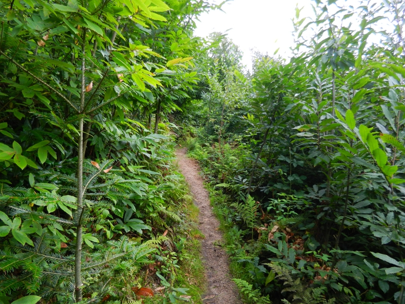 DSCN9276.JPG - Wir sind nun wieder einige Kilometer weiter auf wirklich schönen Pfaden unterwegs.Dieser Wanderweg ist sowas von Abwechslungsreich, Wahnsinn!