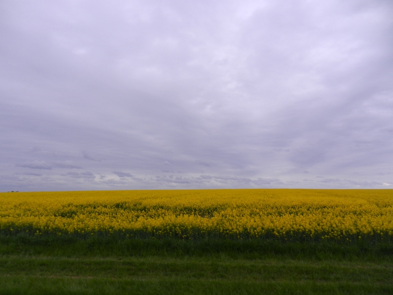 DSCN6413.JPG - Wir kommen durch eine "gelbe" Landschaft. Hier wird echt sehr viel Raps angebaut!?Achja, da uns der Weg quasi durch Pont a Mousson führt wollen wir uns dort den Stellplatz an der Moselle anschauen!