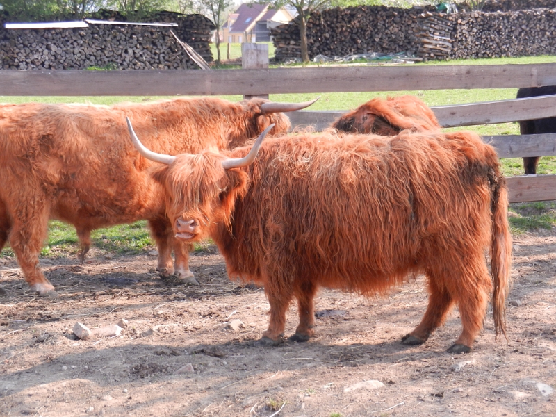 DSCN6559.JPG - Am Rande des Stellplatz's stehen diese Kollegen.