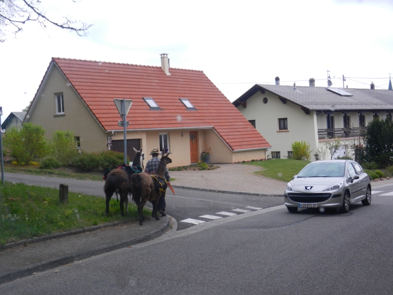 DSCN6626.JPG - Irgendwo unterwegs haben wir einen Wanderer gesehen, der mit zwei Lamas unterwegs ist!