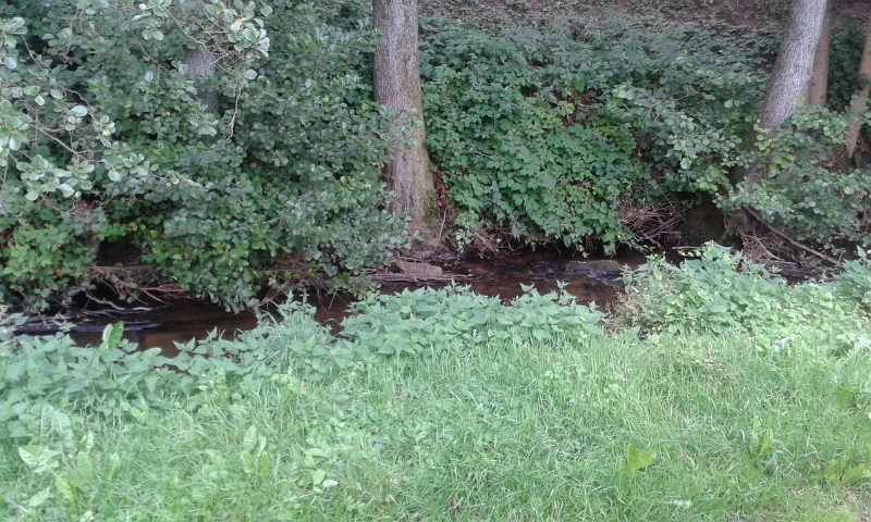 20140720_090523.jpg - Direkt vor unserer Haustüre ist ein Bach (Steinach).