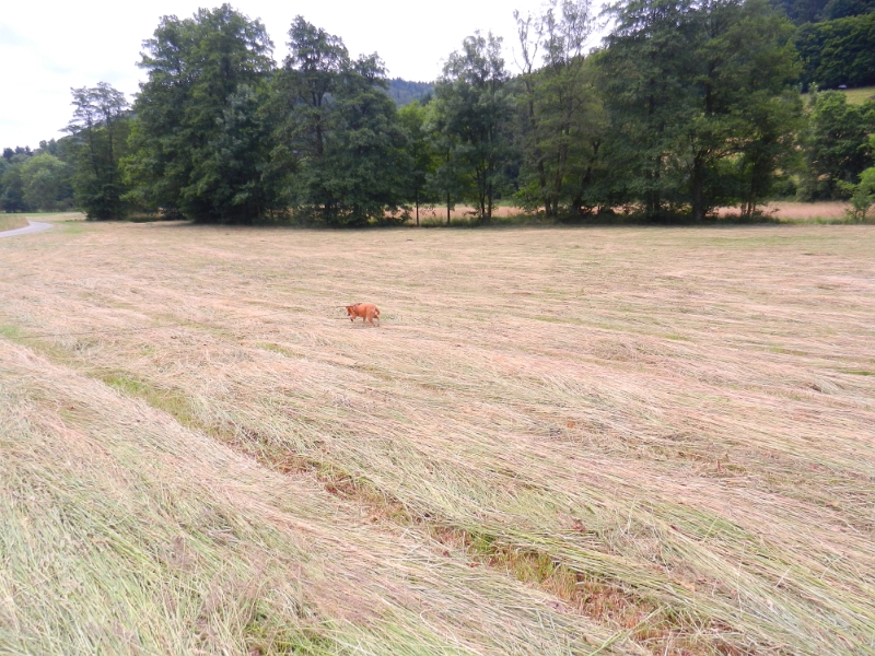 DSCN8573.JPG - Hundi sucht Mäuse im Stroh.