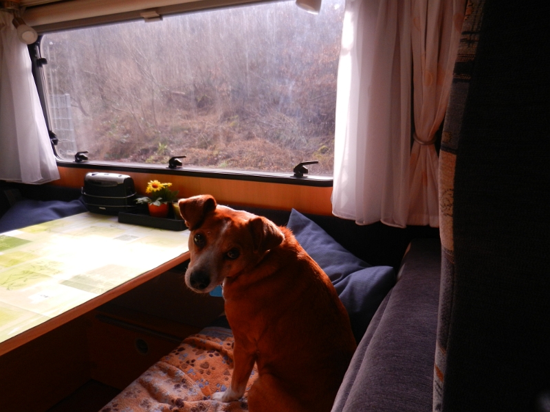 DSCN4928.JPG - Hundi schaut schon wesentlich entspannter.