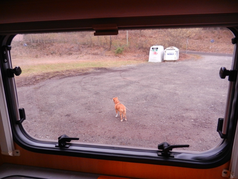 DSCN4931.JPG - Hundi erkundet zunächst an der langen Leine das Umfeld.