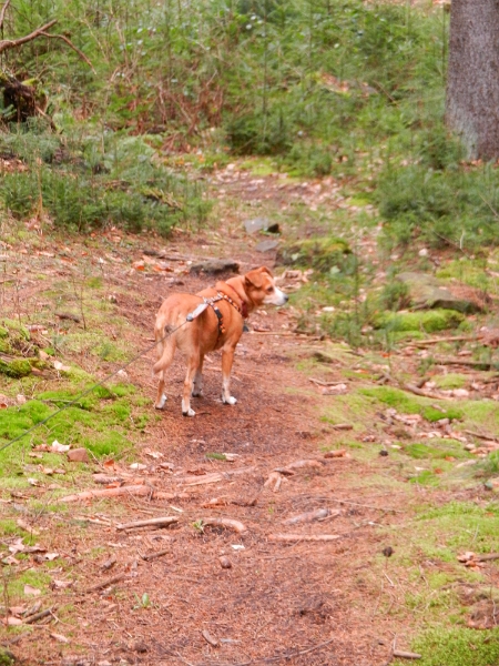 DSCN4953.JPG - Hundi läuft auch brav mit.