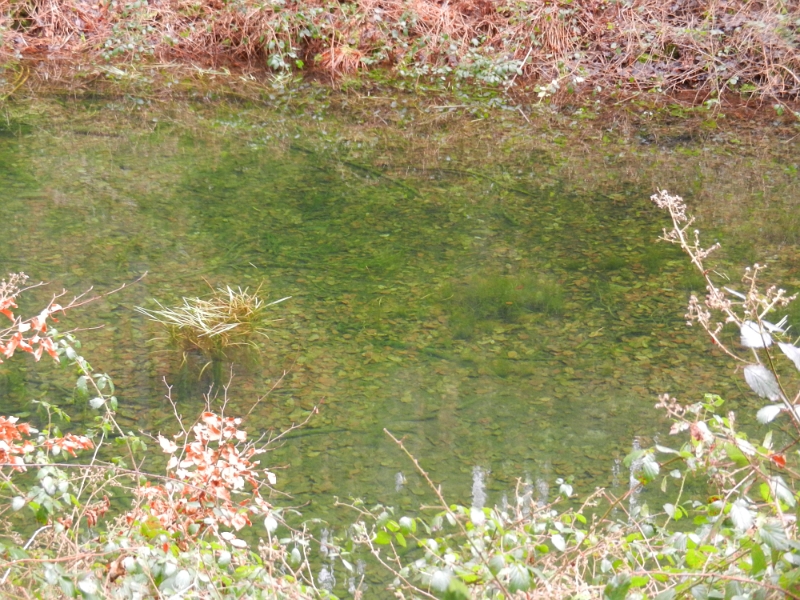 DSCN4957.JPG - Im Verlauf unserer Wanderung kommen wir auch an einigen kleinen Seen bzw. Teichen vorbei.