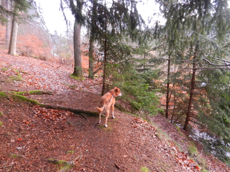 DSCN4986.JPG - Am nächsten morgen schnappe ich mir das Hundi und wir gehen Gassi, wobei es sooooo müde ist, dass es sehr schnell alle "Geschäfte" macht um schnell wieder ins warme Dixi zu kommen.