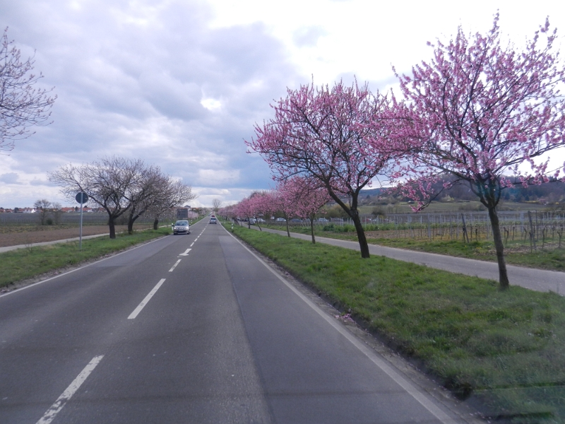 DSCN6008.JPG - Wir machen uns auf den Heimweg. Wir fahren dabei noch auf der alten Weinstraße entlang.