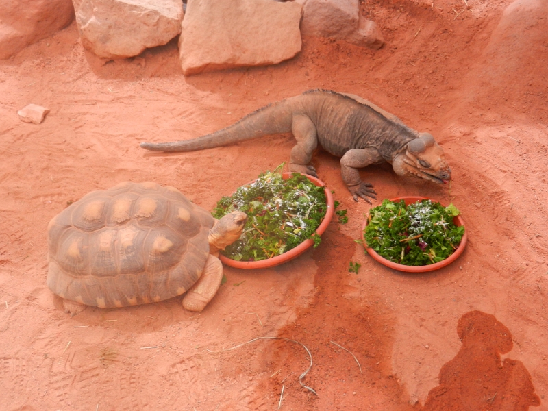 DSCN8717.JPG - Schildkröte und Echse friedlich nebeneinander beim Essen.