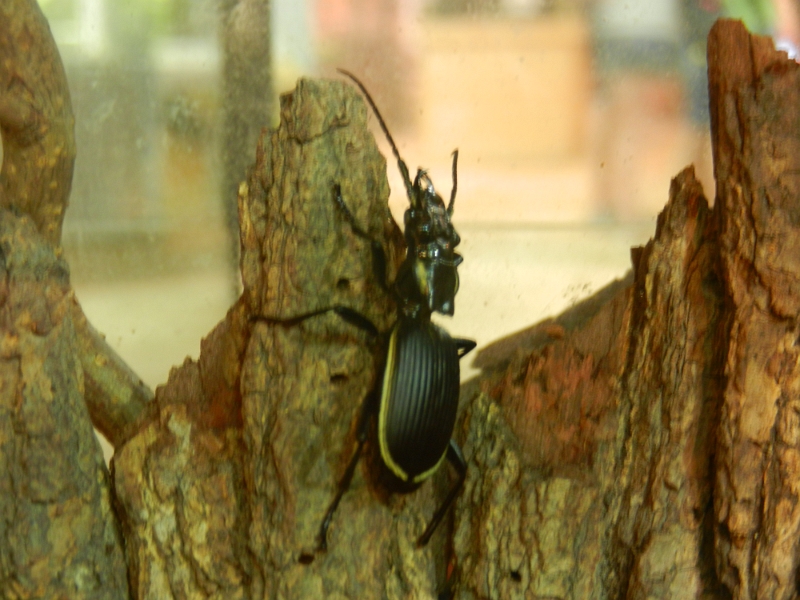 DSCN8744.JPG - Käfer und Insekten kann man auch einige bestaunen.