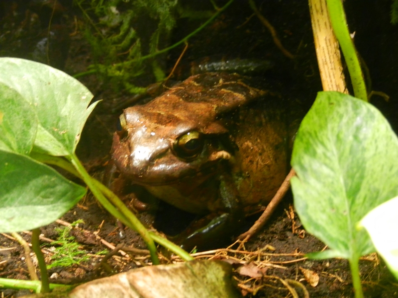 DSCN8755.JPG - Ein großer Ochsenfrosch.