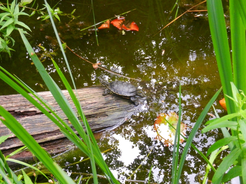 DSCN8784.JPG - Einige Tiere findet man auch im Aussenbereich.