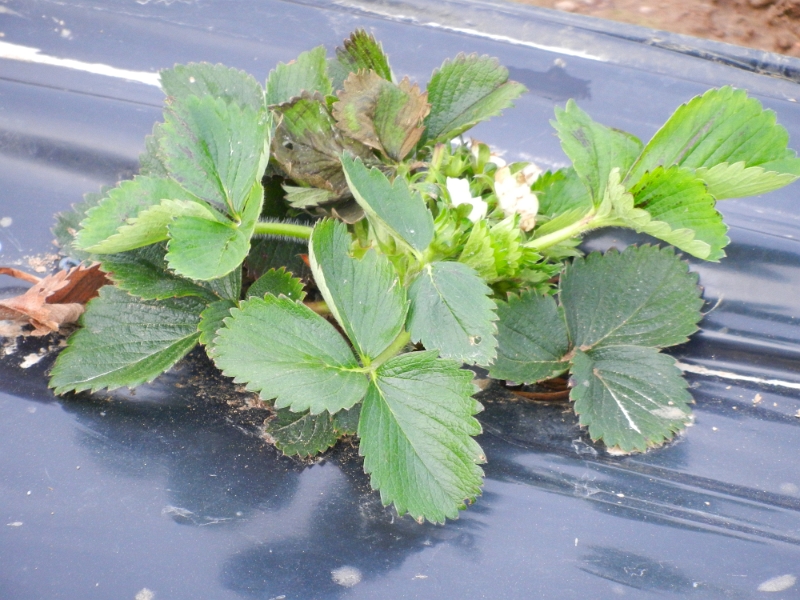 DSCN3967.JPG - Am nächsten Morgen nach einem kleinen Frühstück machen wir uns auf die Heimreise. Biene muss noch einen Kuchen backen und lernen!Das letzte Bild hier... Wir stehen neben einem Erdbeerfeld, wo die Pflanzen bereits blühen!Naja, nutzt nix... WIR MÜSSEN HEIM! Schluchz. Es war aber ein schöner Kurztrip durch den wunderschönen Schwarzwald. Wir werden mit Sicherheit den ein und anderen Stellplatz hier wieder besuchen! Tschööö.