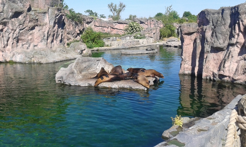 20150605_100958.jpg - Wie auf Arbeit... der "Seehundfelsen". (Ein Insider-Gag!) :-)