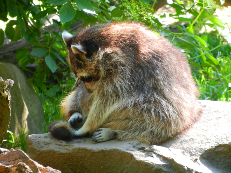 DSCN4587.JPG - Das ist jedenfalls ein waschechter Waschbär... oder?